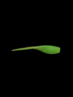 BABY SHAD TROUT FLUO GREEN RED GLITER 2,5" (6,35CM) 50KS